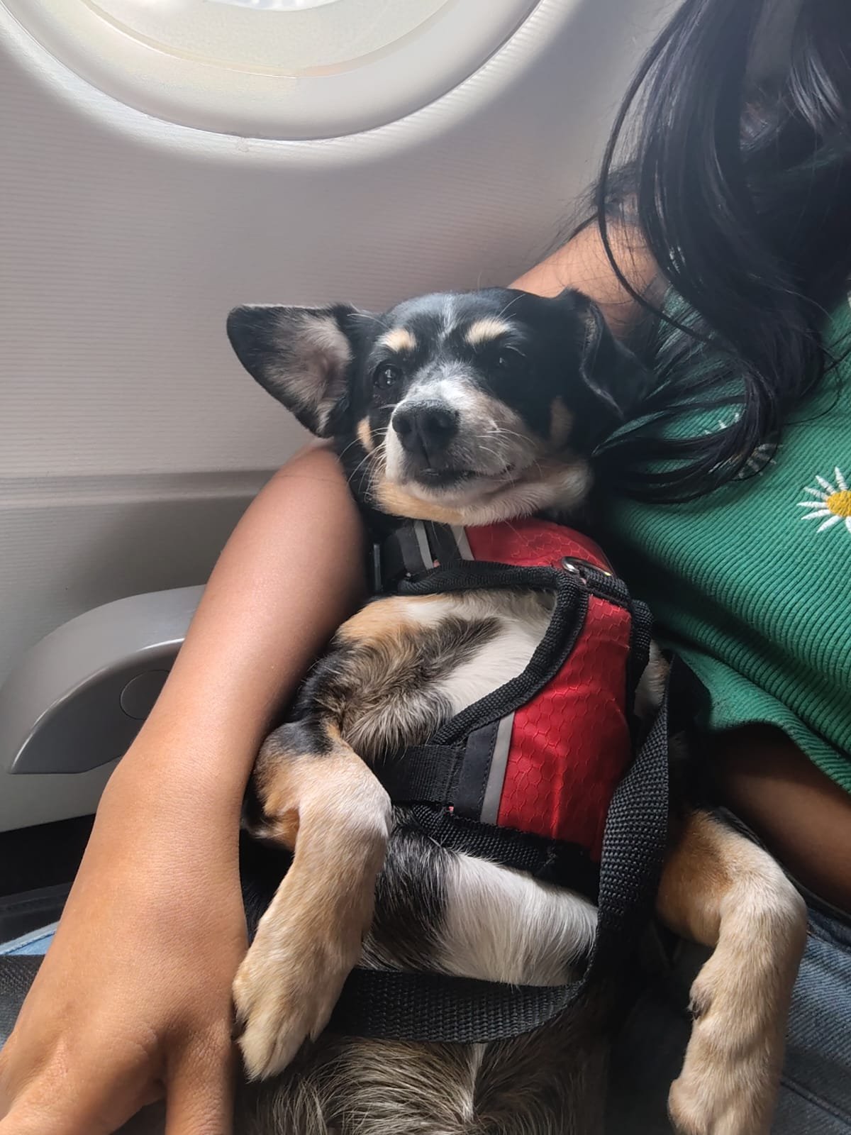 Persona abrazando a su perro